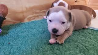 Akc Staffordshire Bull Terrier Puppies, 3 Weeks Old