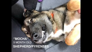 German Shepherd/Great Pyrenees Mix 'Mocha' l Incredible Puppy Obedience l Hampton Roads Dog Trainers