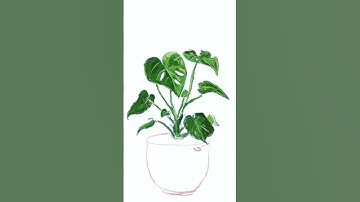 Digital Sketchbook: Monstera plant on procreate