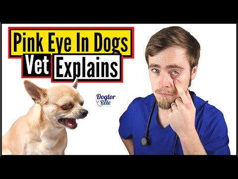 Video: Conjunctivitis Bij Honden (roze Oog)