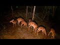 Attract Deer- Absolutely Best Deer feeder at no cost. Raccoon Free