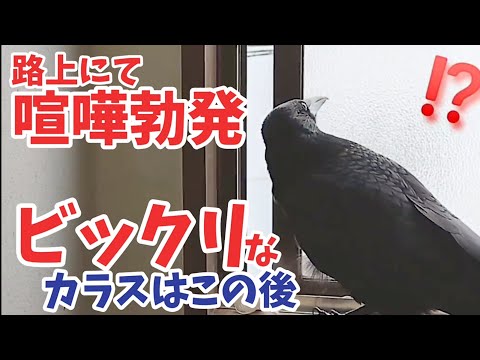 ペット記録チャンネルのユーチューブ Youtuber665 ペット記録チャンネルのユーチューブ Youtuber665