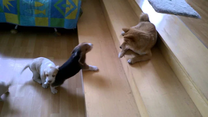 Beagle puppy miot GOLD