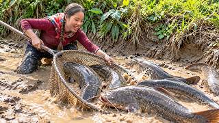 Mud pond full of fish: Hand-catching wild carp, catfish & snakehead for sale with my three children
