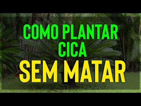 A MELHOR FORMA DE PLANTAR CICA SEM FERIR A PLANTA! VEJA AGORA COMO PLANTAR CICA REGAR CICA