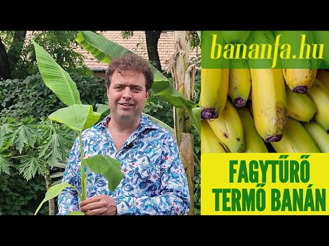 Videó: Ehető a musa banán?