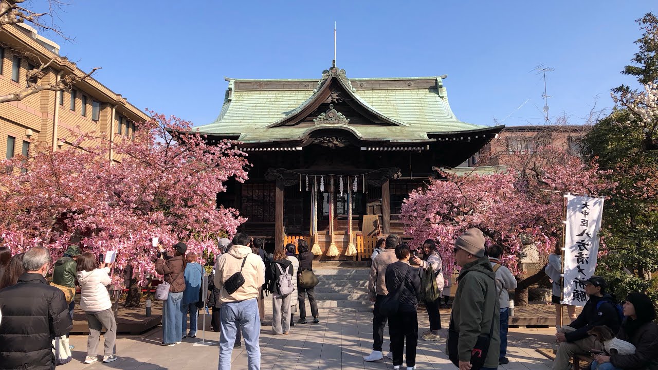 桜神宮の河津桜🌸を見に行ってきました。
