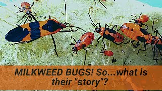 Milkweed bugs! You seen 