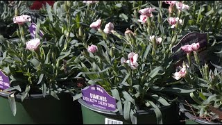 This Market Bloomed Into a Premier Garden Center by Farm Monitor 526 views 4 weeks ago 3 minutes, 33 seconds