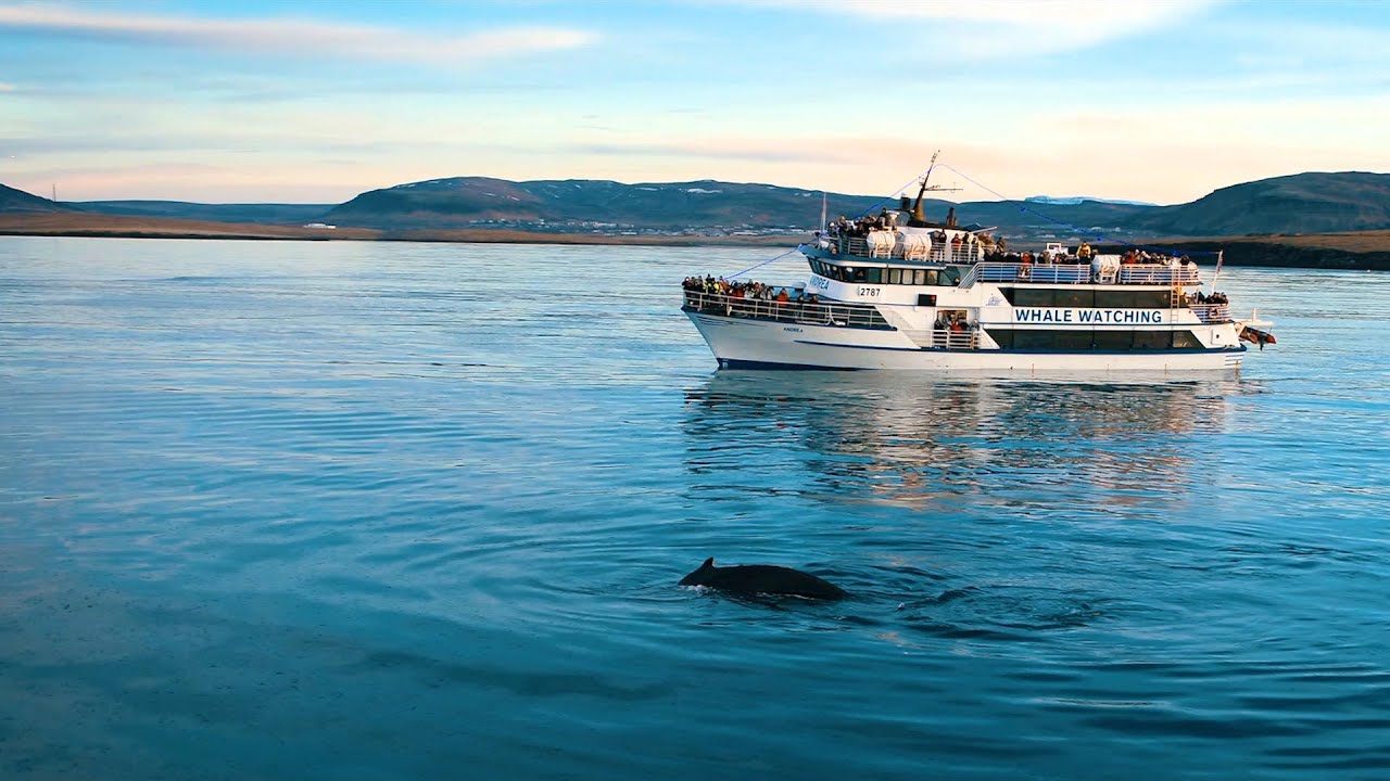 whale watching cruise on a yacht in reykjavik