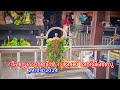 Guruvayur temple live     guruvayur temple deepaaraadhana