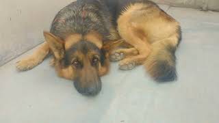 Pure Jrman Dog , Please Subscribe This Channel