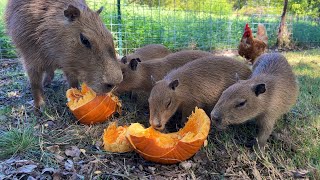 Baby Capybaras VS Pumpkin (hawk release)