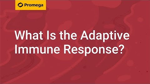 What Is the Adaptive Immune Response?