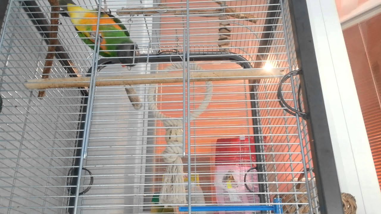 Senegal parrot escape 