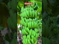 Banana 🍌 farming || Banana and onions farming || intercroping #shorts