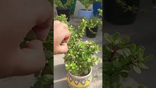 Jade Plant Pruning &amp; Care 🌿 Faster Growth Tips