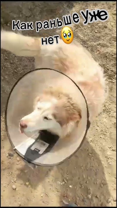 Мама, найдись ️‍🔥 #собака #puppy #husky - YouTube