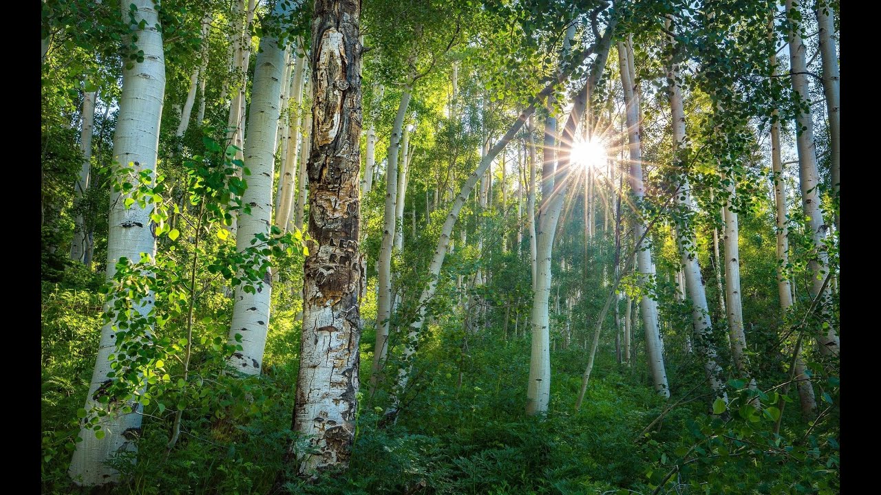 С утренним лучом солнца (видео-медитация )Шуберт Серенада#медитация # ...