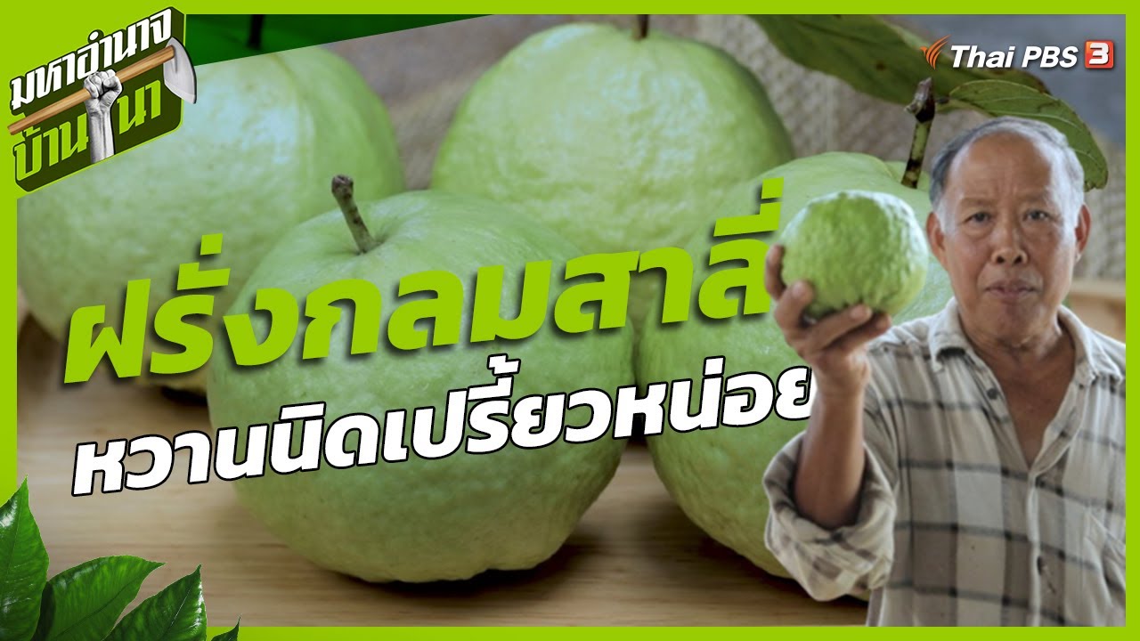 ฝรั่งกลมสาลี่ หวานนิดเปรี้ยวหน่อยอร่อยลงตัว | มหาอำนาจบ้านนา