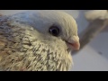 Tauben / Pigeons / Мои голуби / 05.01.2018 / Тасманы / ..отвечаю на вопрос.