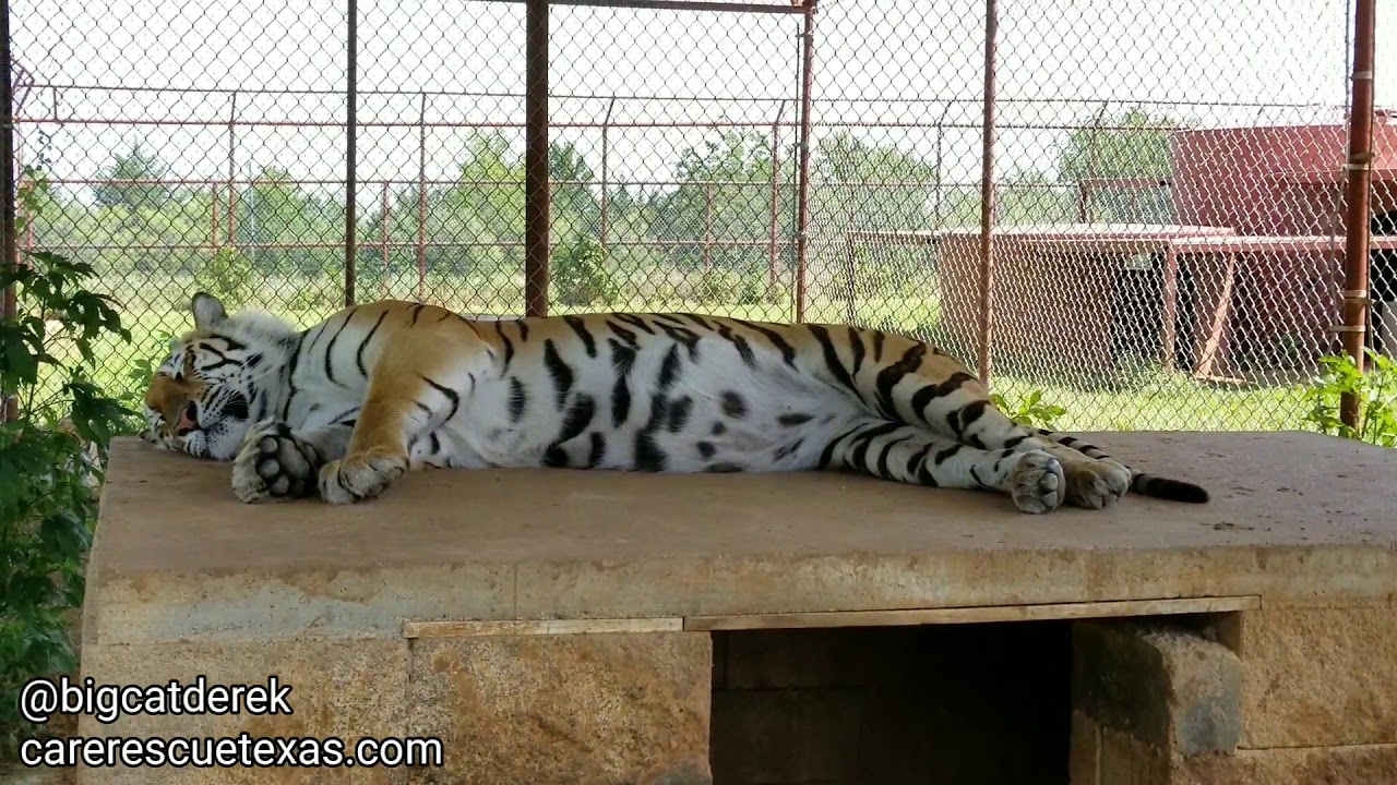 leopard print Sneaky Zees | WATC 483