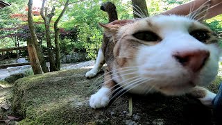 石の上で寝ていた野良猫をナデナデしてきた、