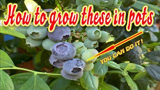 How to Grow Blueberries in Containers Soil and Planting