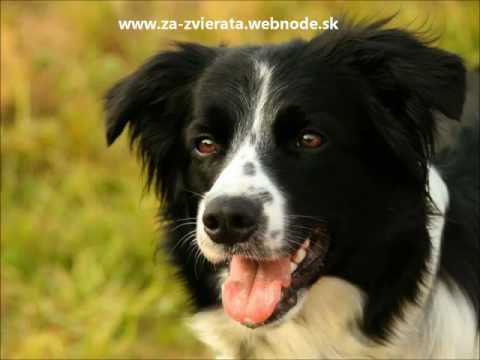 Video: Trifexis (Spinosad Plus Milbemycínoxím) - Zoznam Liekov A Receptov Na Domáce Zvieratá, Psy A Mačky