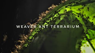 My Pet Weaver Ant Colony's New Terrarium (Help Me Design It)