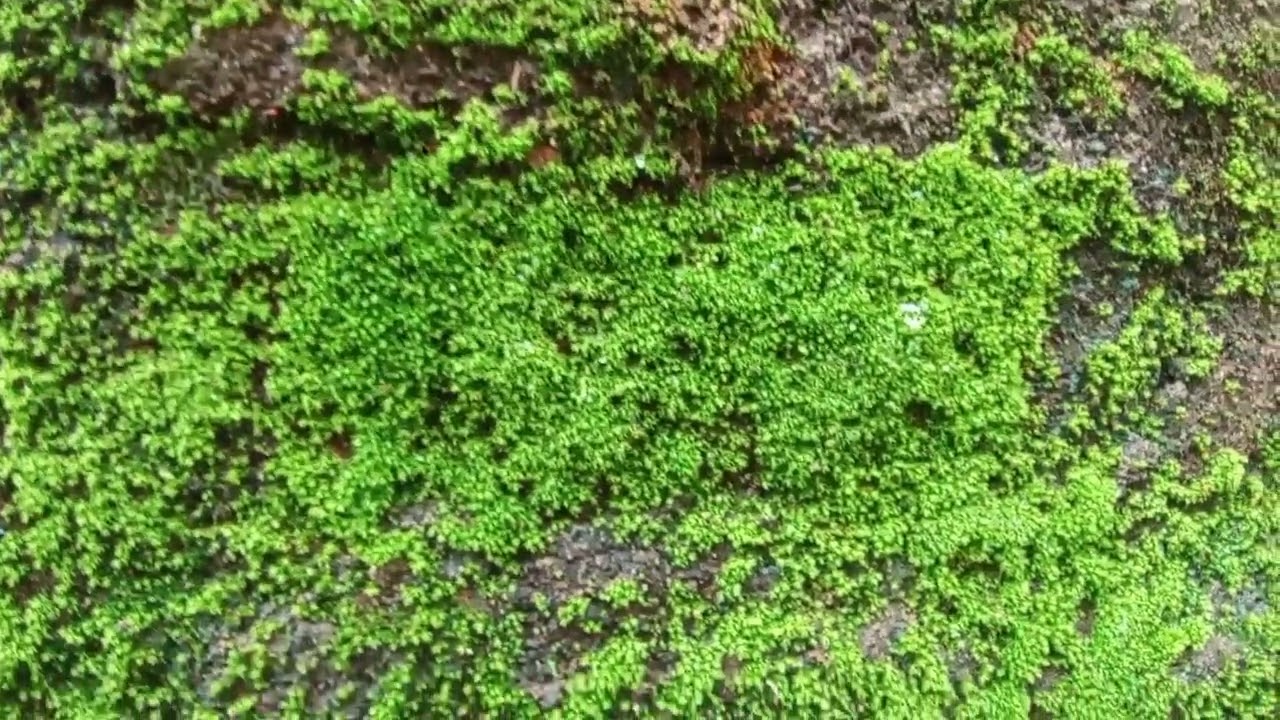 CREATIVE MOBILE PHOTOGRAPHY HACKS 2022 | NATURE PHOTOGRAPHY IDIA.