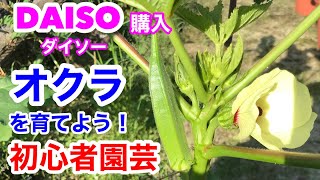 【初心者園芸】DAISO(ダイソー)購入　オクラを育てよう！