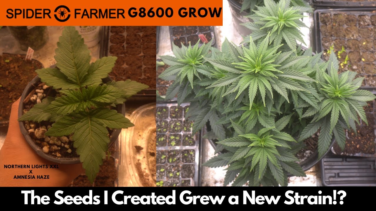 The Seeds Grew A New Strain!? Northern Lights XXL X Amnesia Haze // Spider Farmer G8600 Grow Update