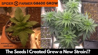 The Seeds Grew A New Strain!? Northern Lights XXL X Amnesia Haze // Spider Farmer G8600 Grow Update