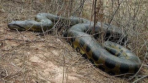 Khám Phá Thế Giới | Những Loài Động Vật Nguy Hiểm Nhất Amazon Có Kích Thước Khổng Lồ