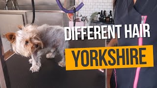 HAVE YOU EVER SEEN A YORKSHIRE LIKE THIS | RURAL DOG GROOMING by Rural Dog Grooming 373 views 1 year ago 26 minutes