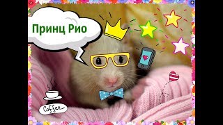 Принц Рио! Наш прикольный хомячок! Хотим вас с ним познакомить)))) Принц Рио! Наш прикольный хомячок! Хотим вас с ним познакомить))))