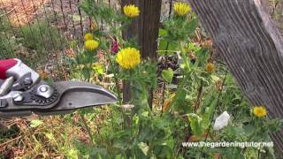 Weeds-How they Grow and How to Manage Them by The Gardening Tutor-Mary Frost