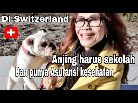 Video: Mengapa Kami Penggemar Asuransi Hewan Peliharaan 