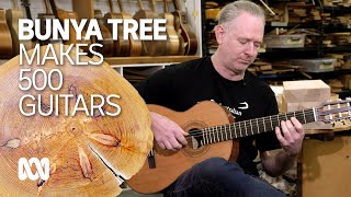 Bunya, chopped down to make way for a road, to live on as material in 500 guitars 🌲🎸| ABC Australia