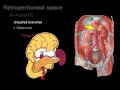 Retroperitoneal space and Retroperitoneal organs