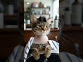 Work hard play hard #rap #music #catlove