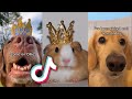 TikTok&#39;s CUTESTS Animals of ALL TIME...