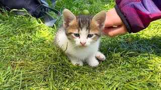 Little hungry kitten follows the mother cat