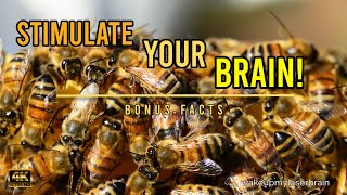 🐝 Healing Sounds Of The Humming Bees Hive | 🕙 10 Hours | Stress Relief | ASMR | 4K | Bonus Facts