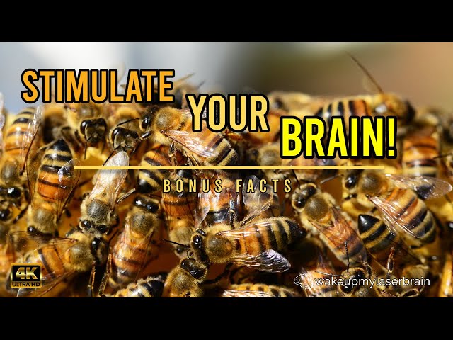 🐝 Healing Sounds Of The Humming Bees Hive | 🕙 10 Hours | Stress Relief | ASMR | 4K | Bonus Facts class=