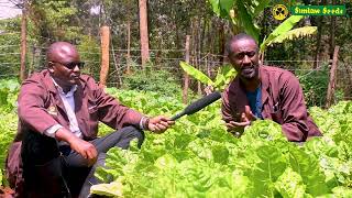 Spinach Fordhook Giant Production Ep01//WendyFarm