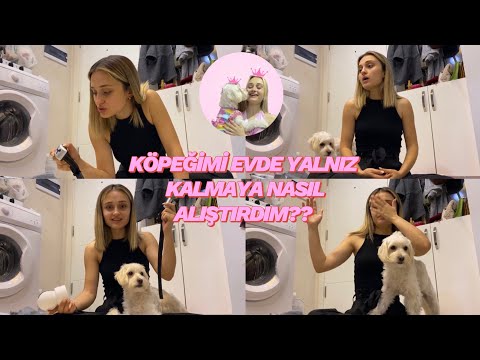 KÖPEĞİMİ EVDE NASIL YALNIZ BIRAKIYORUM?? HAVLAMA TASMASI İŞE YARADI MI???