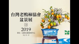 2019 台灣老鴨柿盆栽協會展∣姬柿、常盤柿、老爺柿展覽∣Bonsai Exhibition / Diospyros rhombifolia