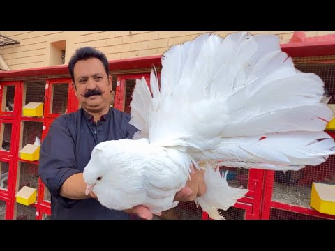 The World Biggest White Pigeon Fancy Kabootar Pigeon Colony in Your Home Hsn Entertainment